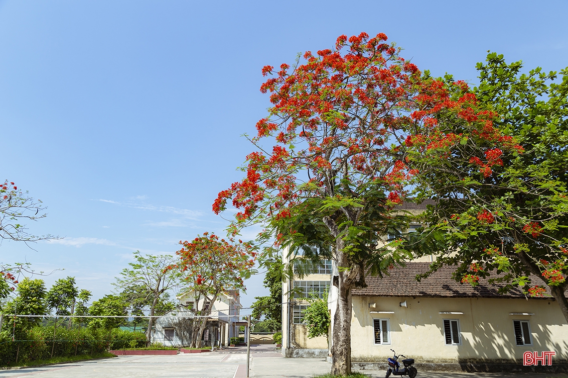Tháng 5 ngời sắc hoa học trò ở Hà Tĩnh