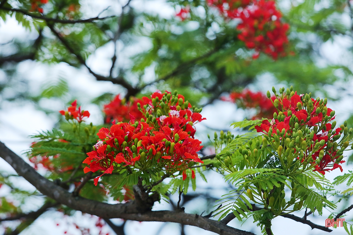 Tháng 5 ngời sắc hoa học trò ở Hà Tĩnh
