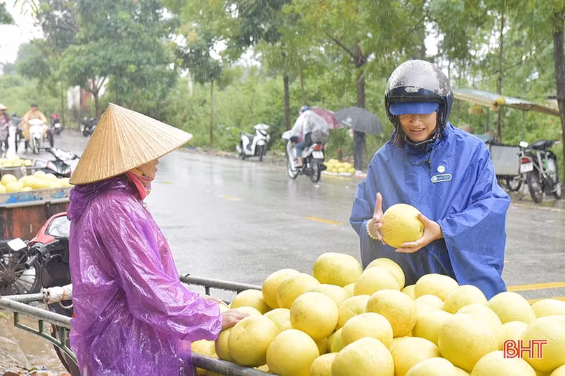 Nông dân Hương Khê “đội mưa thu hoạch bưởi Phúc Trạch