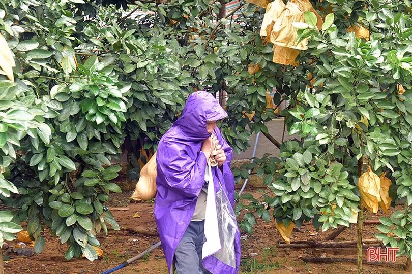 Nông dân Hương Khê “đội mưa thu hoạch bưởi Phúc Trạch