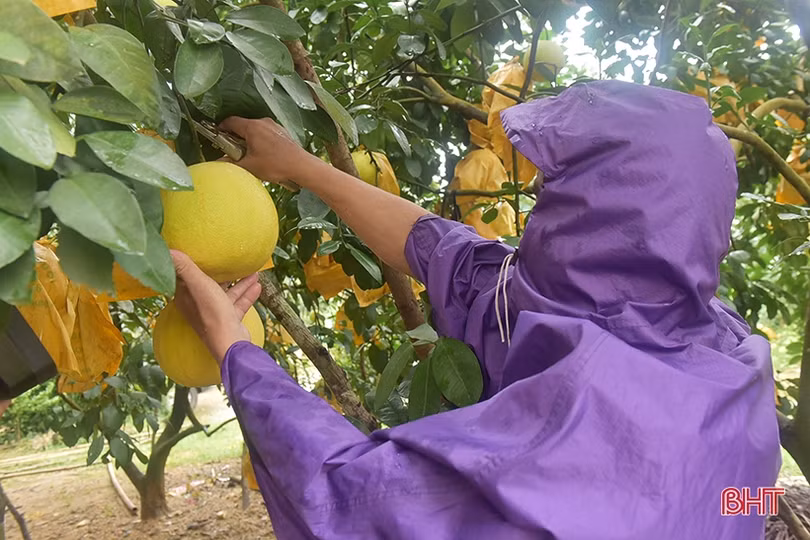 Nông dân Hương Khê “đội mưa thu hoạch bưởi Phúc Trạch