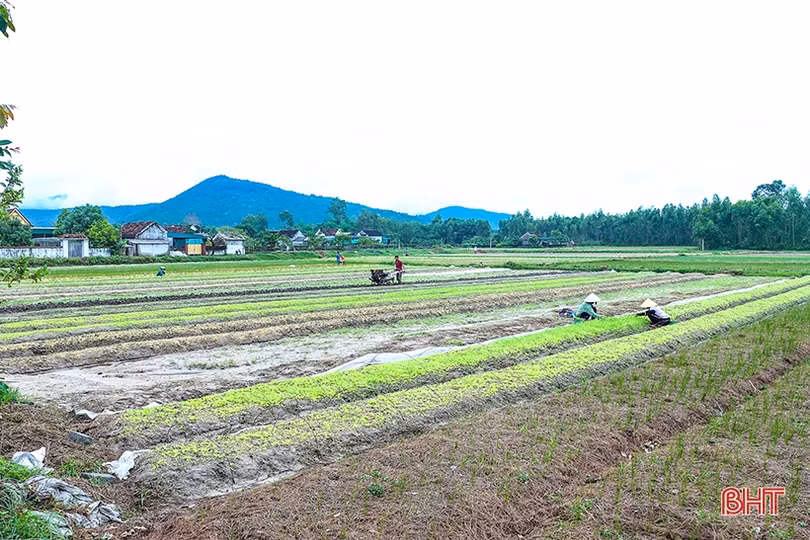 Sau mưa, nông dân Hà Tĩnh ra đồng làm đất, chăm sóc cây trồng
