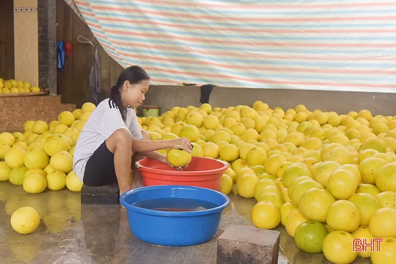 Nông dân Hương Khê “đội mưa thu hoạch bưởi Phúc Trạch