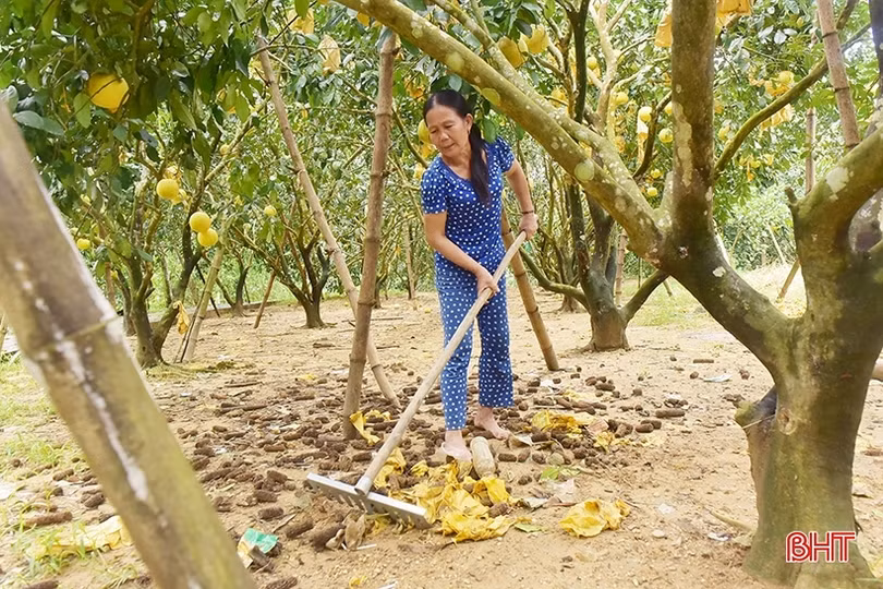 Sau mưa, nông dân Hà Tĩnh ra đồng làm đất, chăm sóc cây trồng