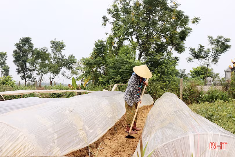 Nông dân Hà Tĩnh tất bật bảo vệ rau màu trước dự báo mưa lớn