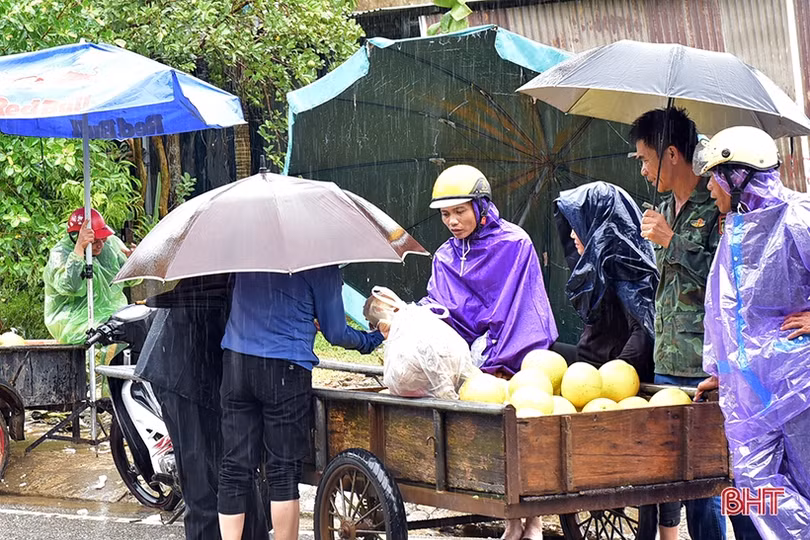 Nông dân Hương Khê “đội mưa thu hoạch bưởi Phúc Trạch