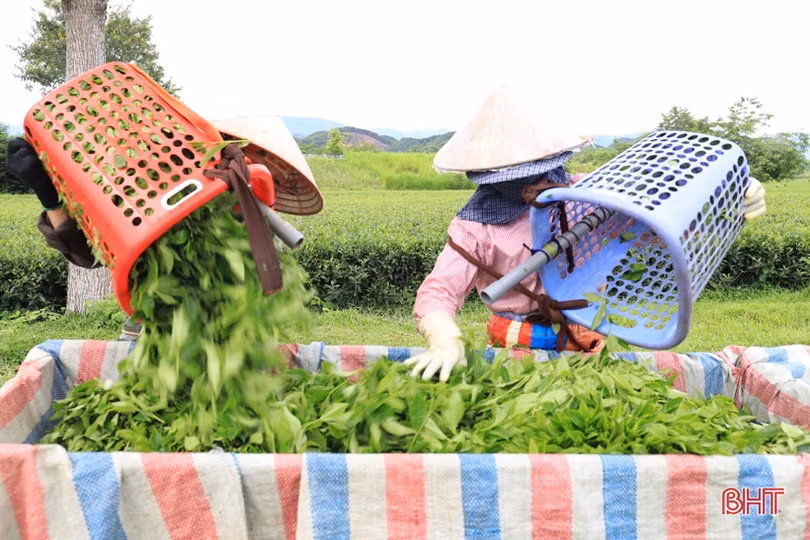 Hành trình chè Tây Sơn đến với thương hiệu sản phẩm công nghiệp nông thôn tiêu biểu