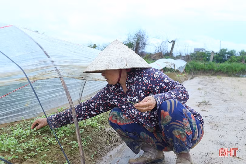 Sau mưa, nông dân Hà Tĩnh ra đồng làm đất, chăm sóc cây trồng