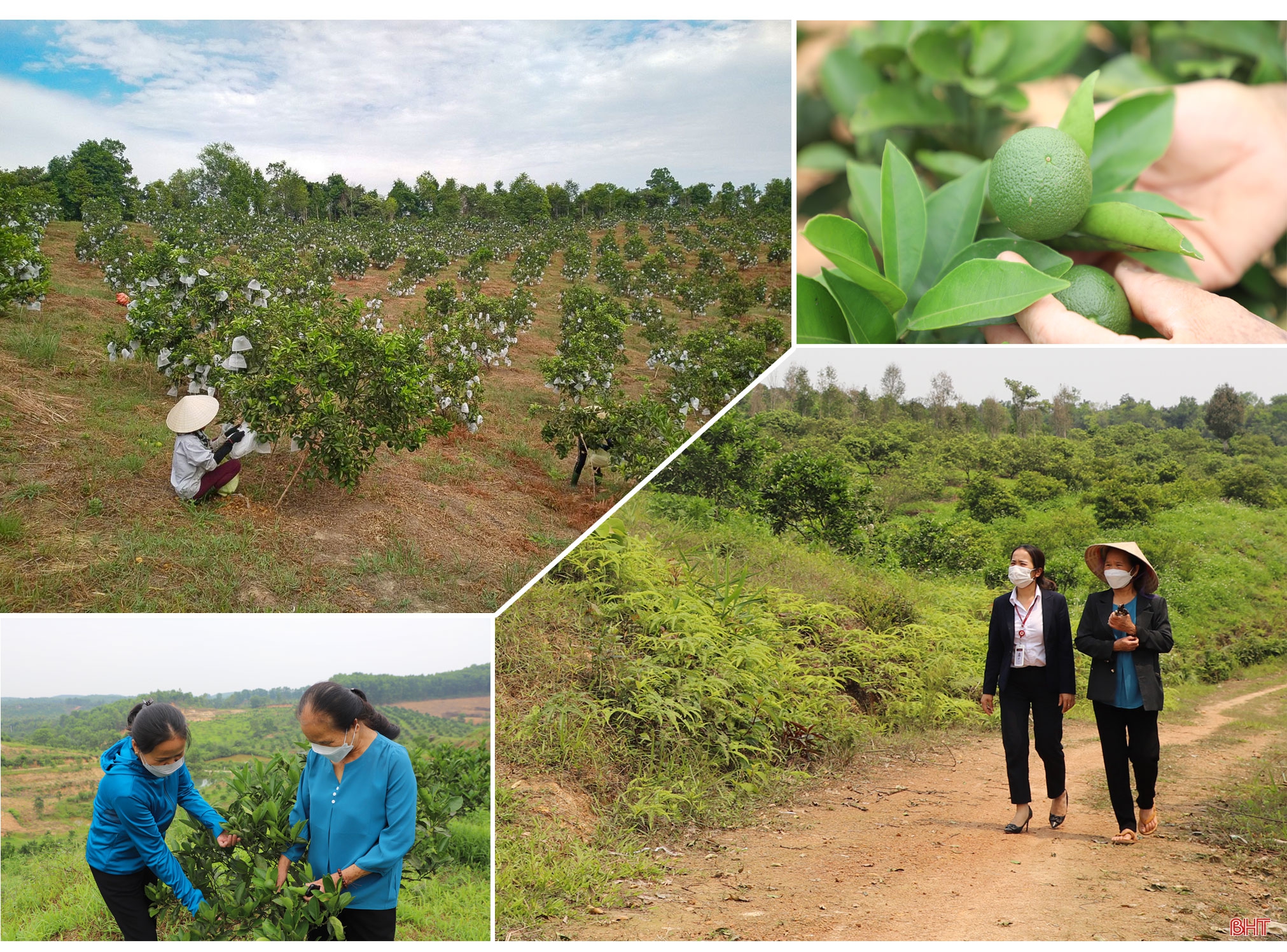Học Bác, nữ đảng viên tiên phong xây vùng kinh tế mới