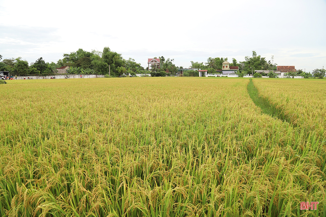 Đồng sạch sâu, đủ nước, nông dân Hà Tĩnh tin vào vụ hè thu thắng lợi toàn diện