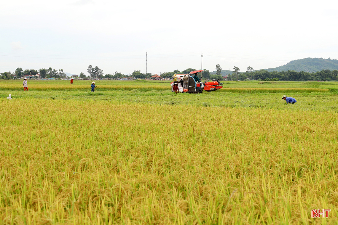 Đồng sạch sâu, đủ nước, nông dân Hà Tĩnh tin vào vụ hè thu thắng lợi toàn diện