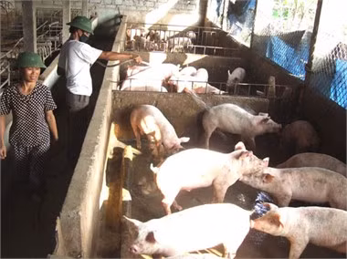 Sau CĐRĐ giai đoạn 2, toàn xã Gia Hanh (Can Lộc) phát triển được 220 mô hình trang trại, trong đó có 50 mô hình thu nhập từ 50-200 triệu đồng/năm - Ảnh: V.H.