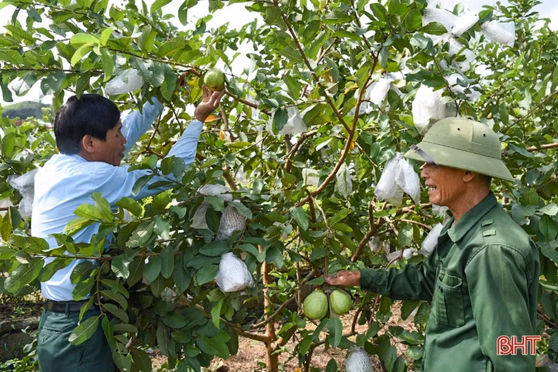 Nâng cao giá trị, khẳng định thương hiệu ổi Kỳ Đồng