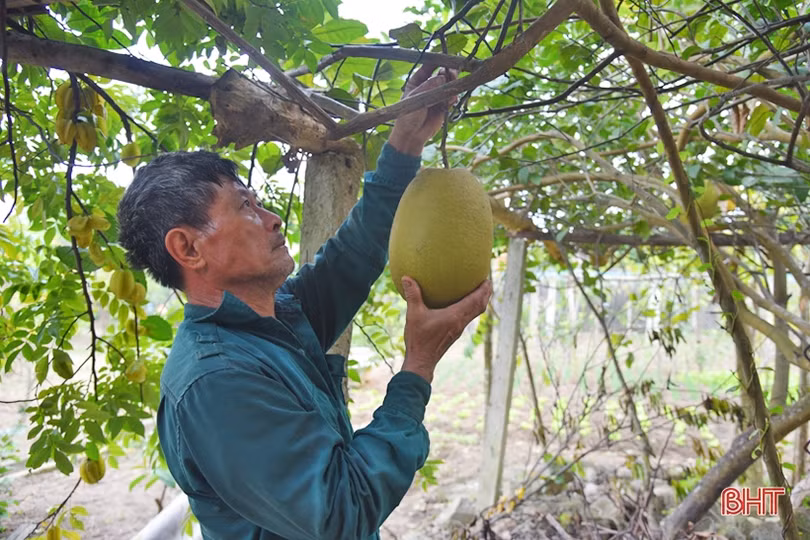 Thay đổi lối nghĩ trồng cây ăn quả... “cho vui” ở Lộc Hà