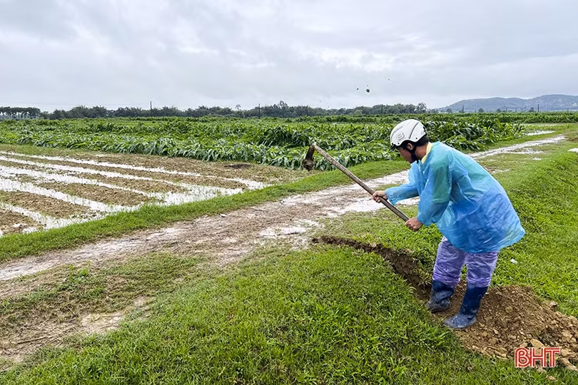 250 ha cây trồng vụ đông ở Đức Thọ có nguy cơ mất trắng do mưa lớn