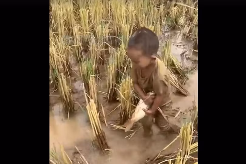 Bắt hàng chục con cá trên sông bằng máy xúc