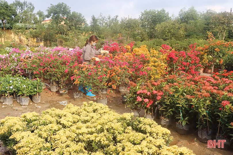Khởi động sớm thị trường hoa - cây cảnh tết ở Hà Tĩnh