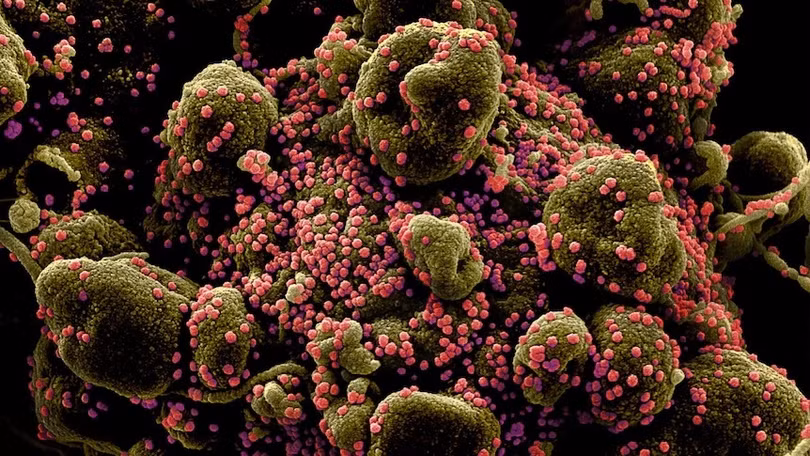 Phát hiện virus mới giống SARS-CoV-2 ở Trung Quốc