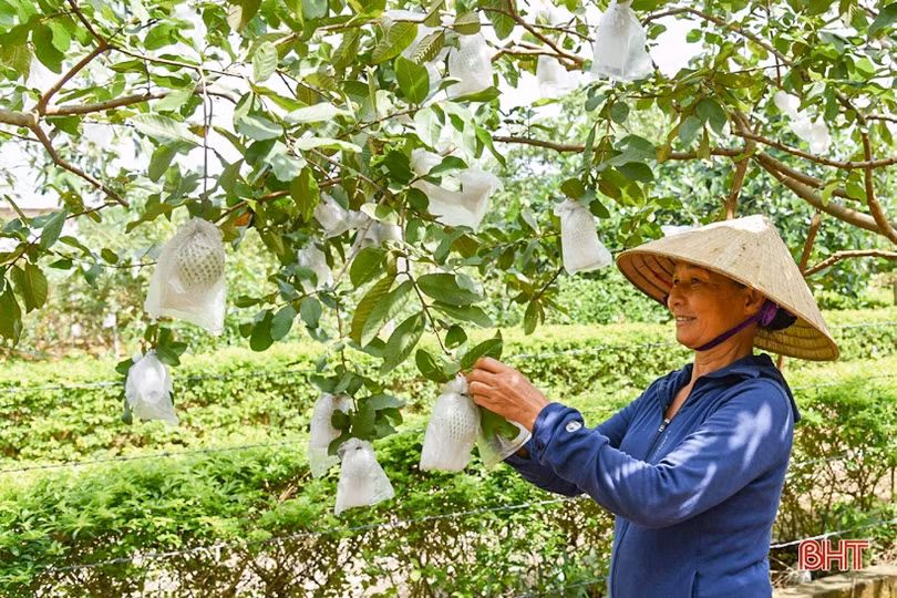 Nâng cao giá trị, khẳng định thương hiệu ổi Kỳ Đồng