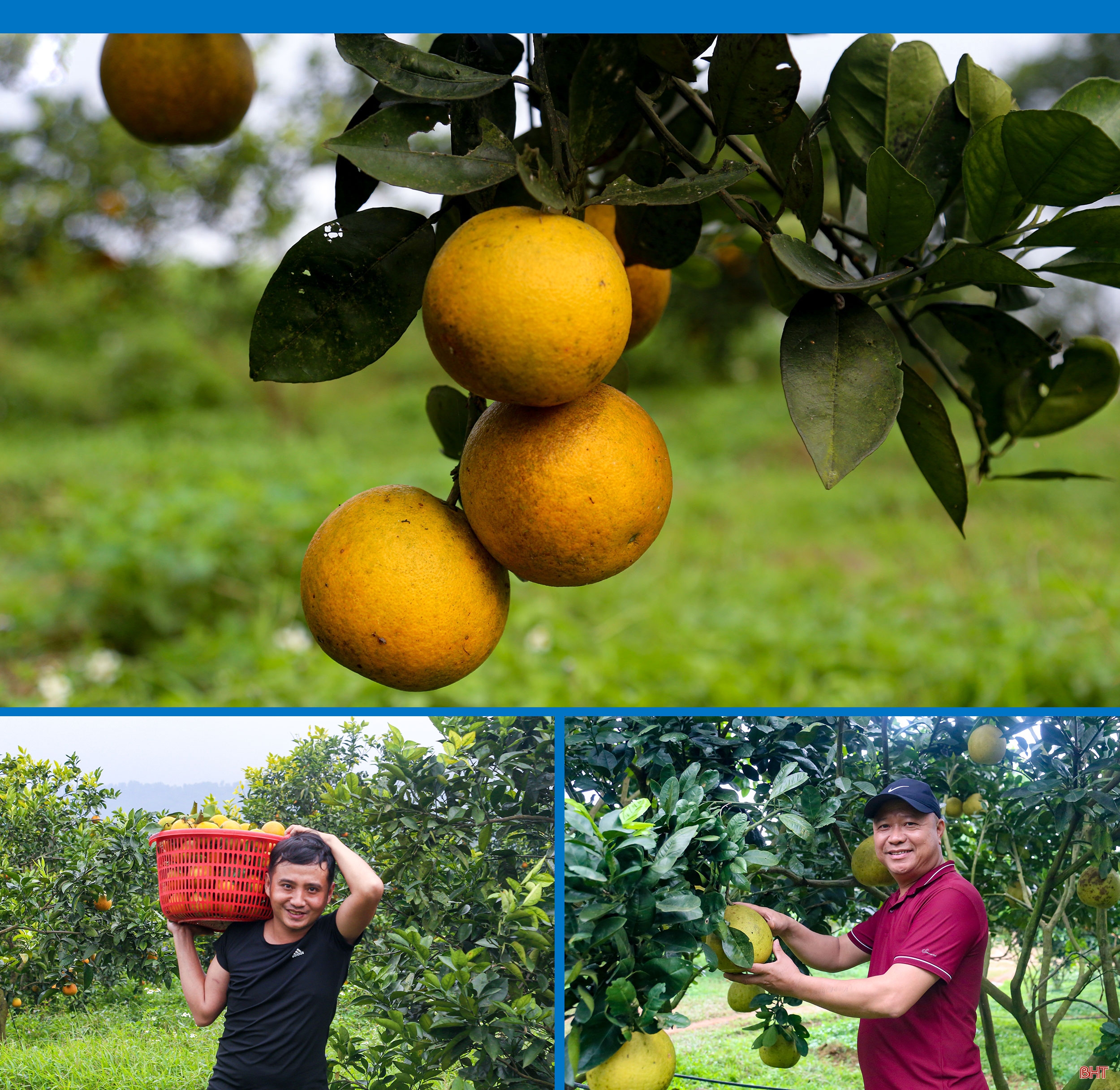 Giám đốc hợp tác xã ở Hà Tĩnh “mê” làm nông nghiệp hữu cơ