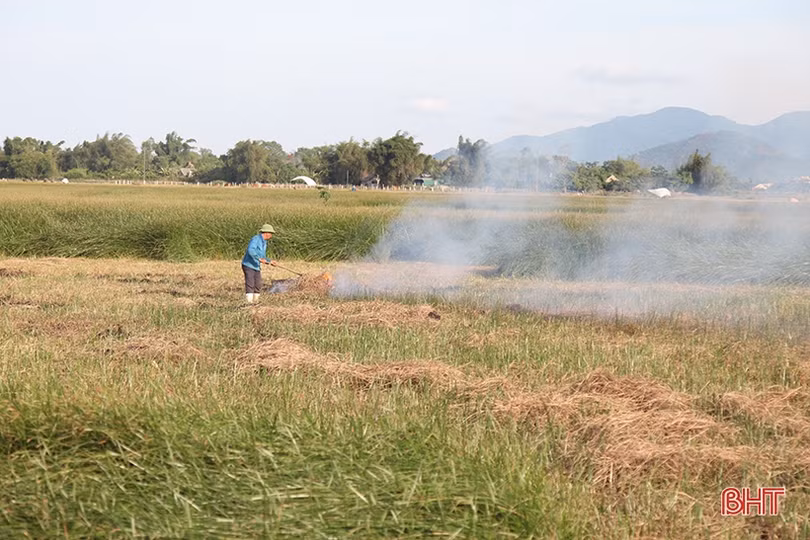 Người dân “ốc đảo” ở Hà Tĩnh tất bật thu hoạch cói trong niềm vui được giá