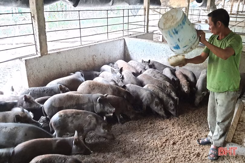 Khám phá trang trại cam Khe Xai ở vùng thượng Kỳ Anh