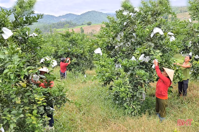 Khám phá trang trại cam Khe Xai ở vùng thượng Kỳ Anh