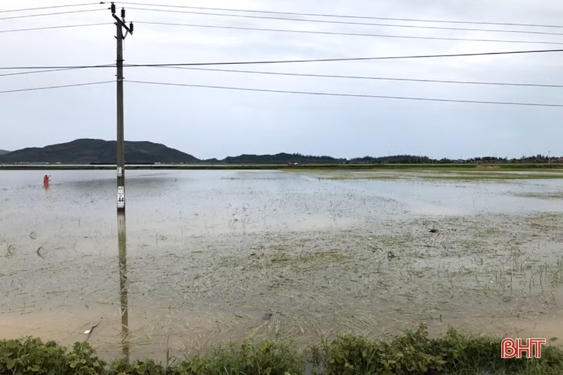 Ảnh hưởng bão số 2, hơn 1.700 ha lúa, 5 ha dưa hấu ở Kỳ Anh bị hư hại