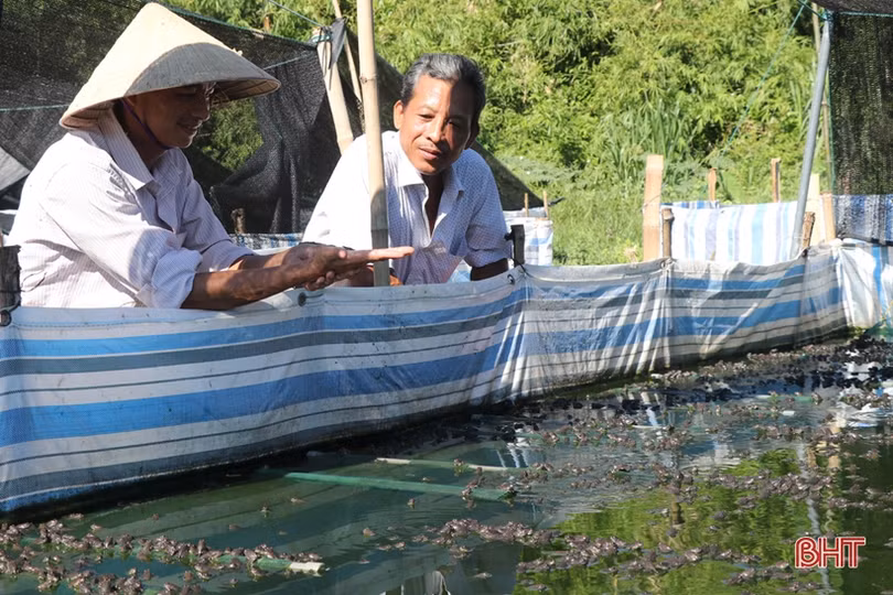 Nuôi ếch khép kín, lãi từ giống đến thịt thương phẩm