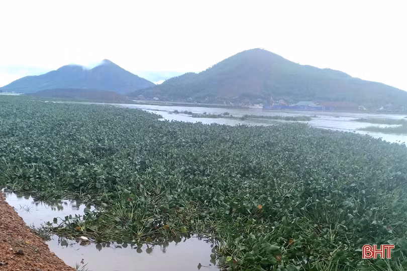 Ảnh hưởng bão số 2, hơn 1.700 ha lúa, 5 ha dưa hấu ở Kỳ Anh bị hư hại