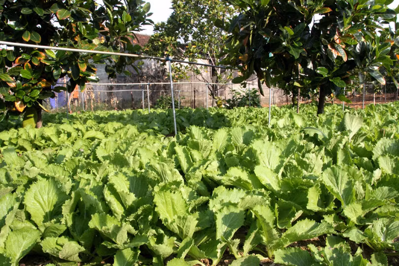Bí quyết giữ vườn rau sạch, xanh mướt trong mùa nắng của nông dân Hà Tĩnh