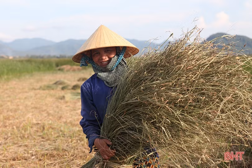 Người dân “ốc đảo” ở Hà Tĩnh tất bật thu hoạch cói trong niềm vui được giá