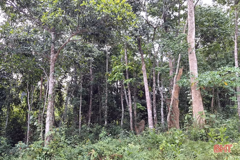Khám phá trang trại cam Khe Xai ở vùng thượng Kỳ Anh