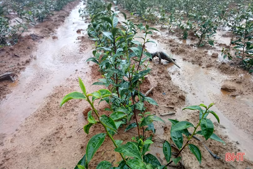 Hơn 279 ha chè khô hạn ở vùng thượng Kỳ Anh được “giải cứu”!