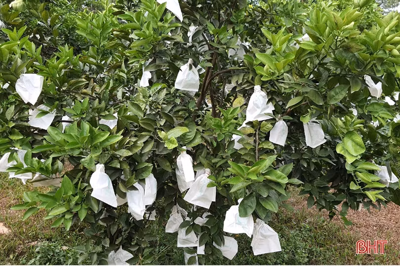 Khám phá trang trại cam Khe Xai ở vùng thượng Kỳ Anh