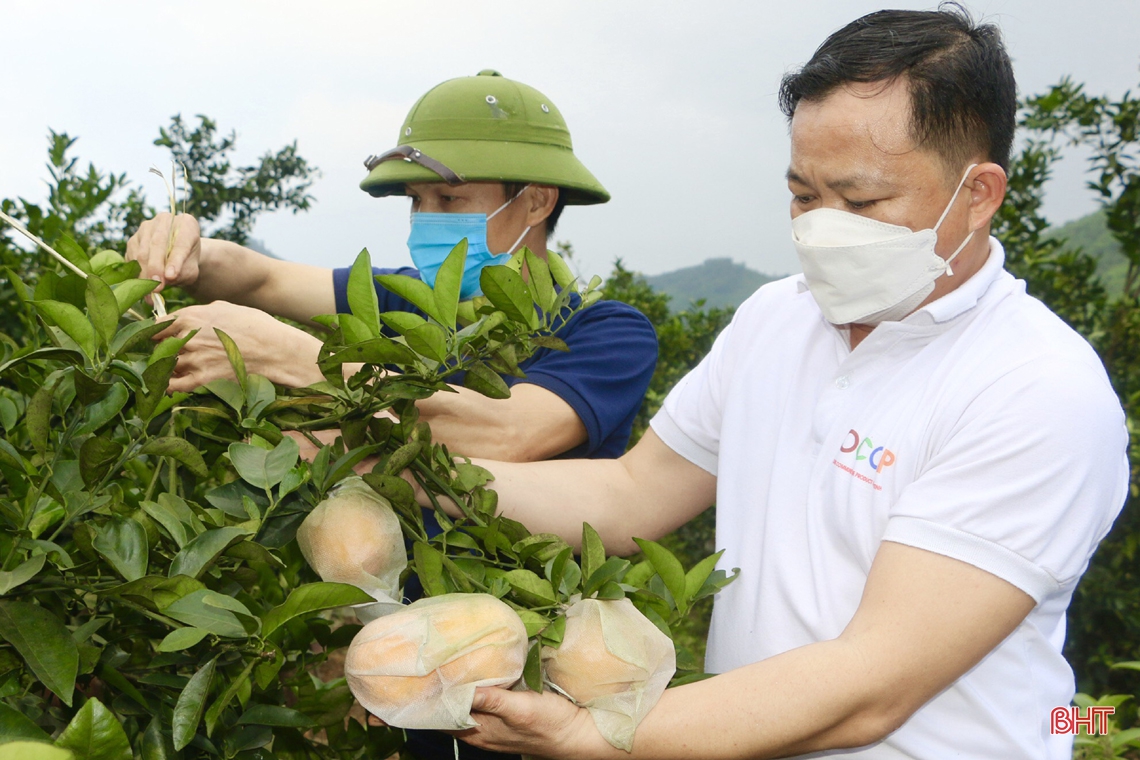 Rực vàng những vườn cam trĩu quả trên miền sơn cước Hà Tĩnh