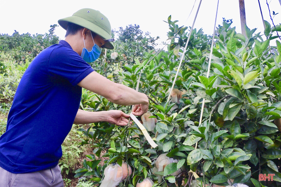 Rực vàng những vườn cam trĩu quả trên miền sơn cước Hà Tĩnh