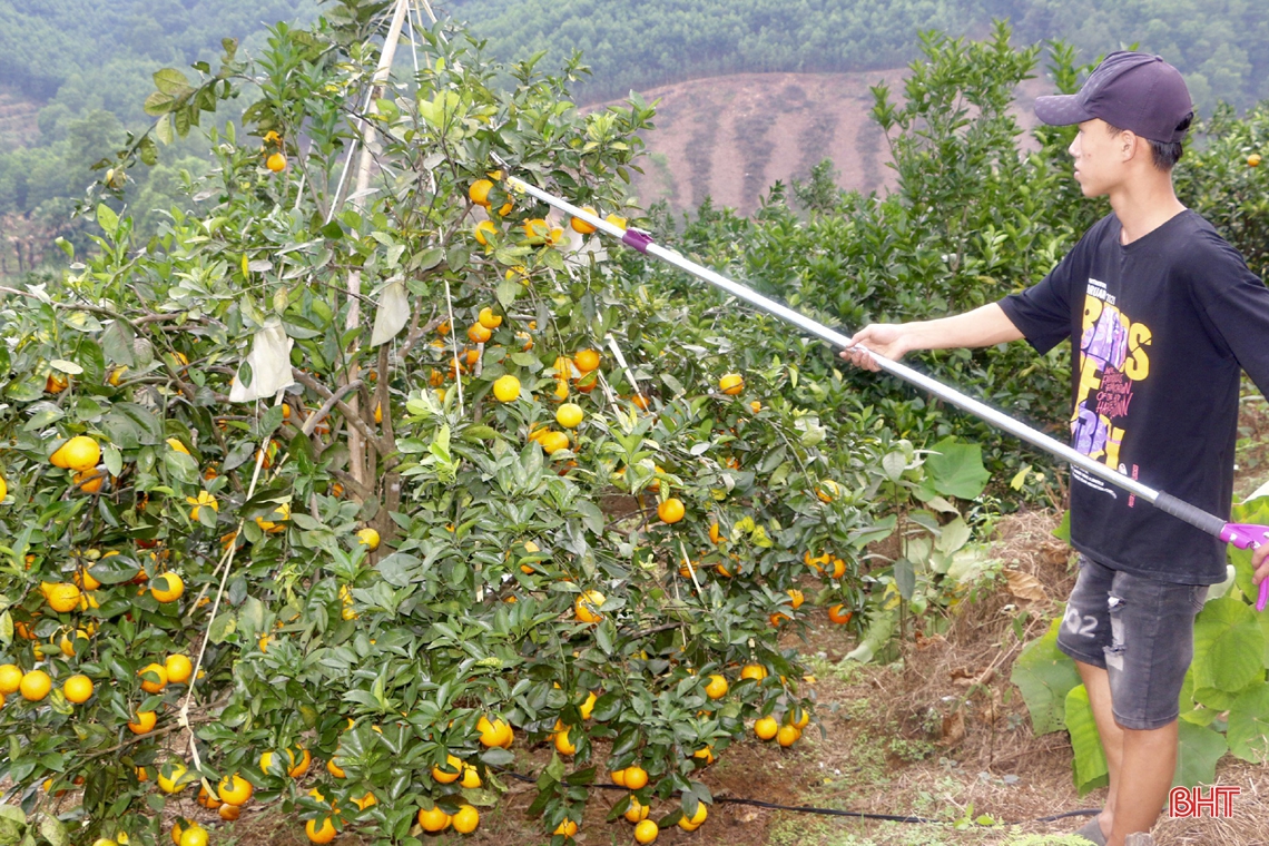 Rực vàng những vườn cam trĩu quả trên miền sơn cước Hà Tĩnh