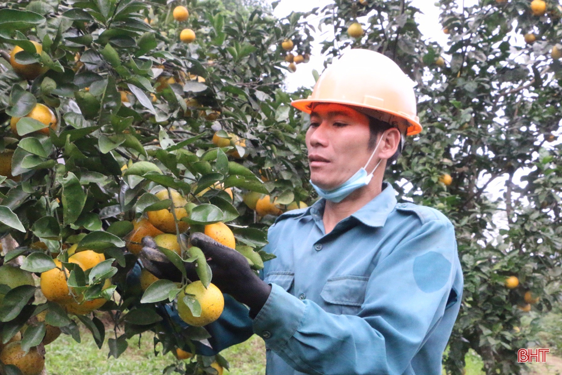 Rực vàng những vườn cam trĩu quả trên miền sơn cước Hà Tĩnh