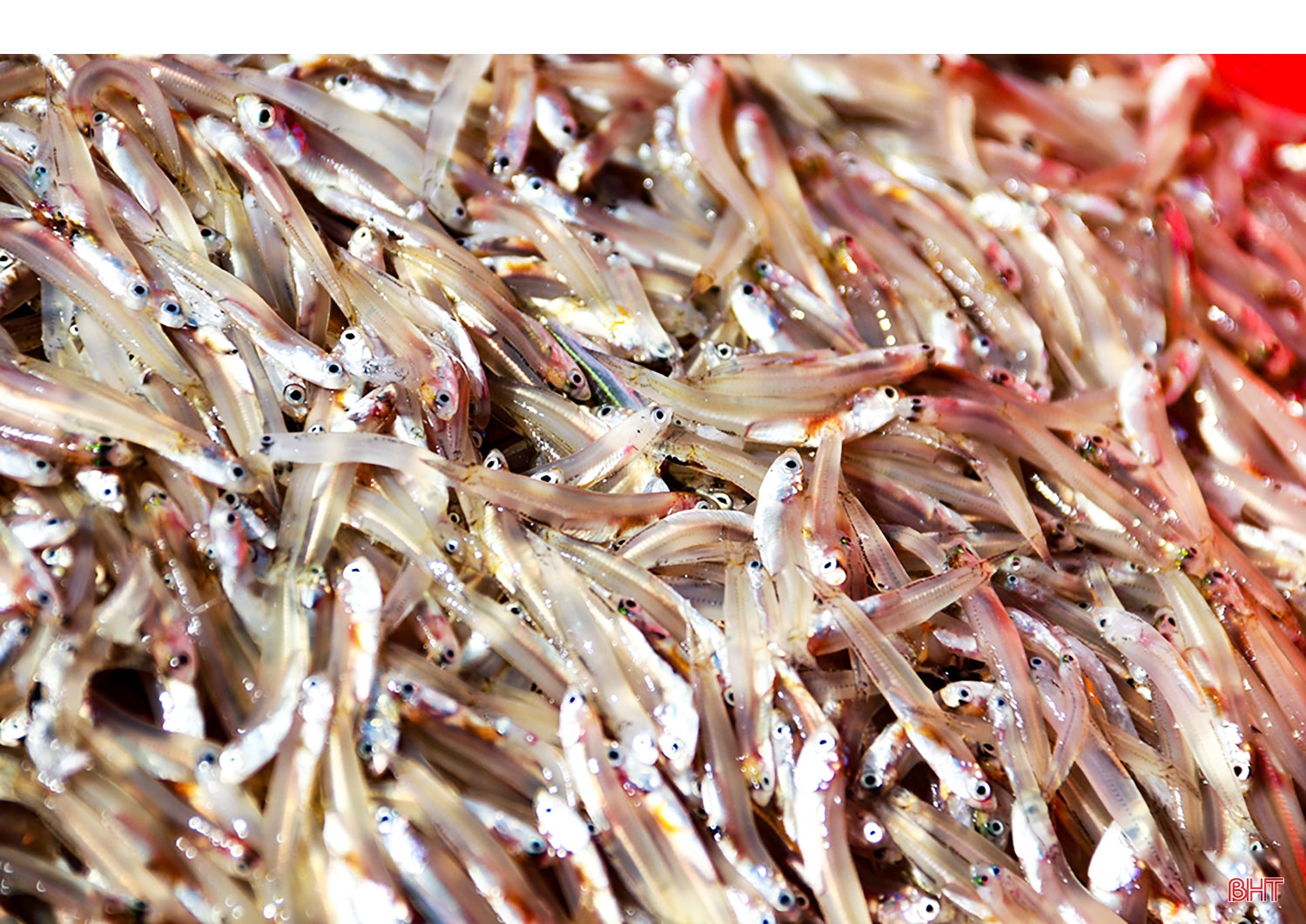 Nước mắm Hà Tĩnh “lên hương” nhờ OCOP