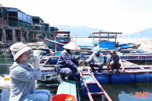 Sở NN&MT Hà Tĩnh thông báo kết quả phân tích mẫu cá tại Vũng Áng, Thiên Cầm