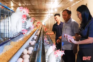 Khám phá trang trại nuôi gà Ai Cập quy mô lớn ở Hà Tĩnh