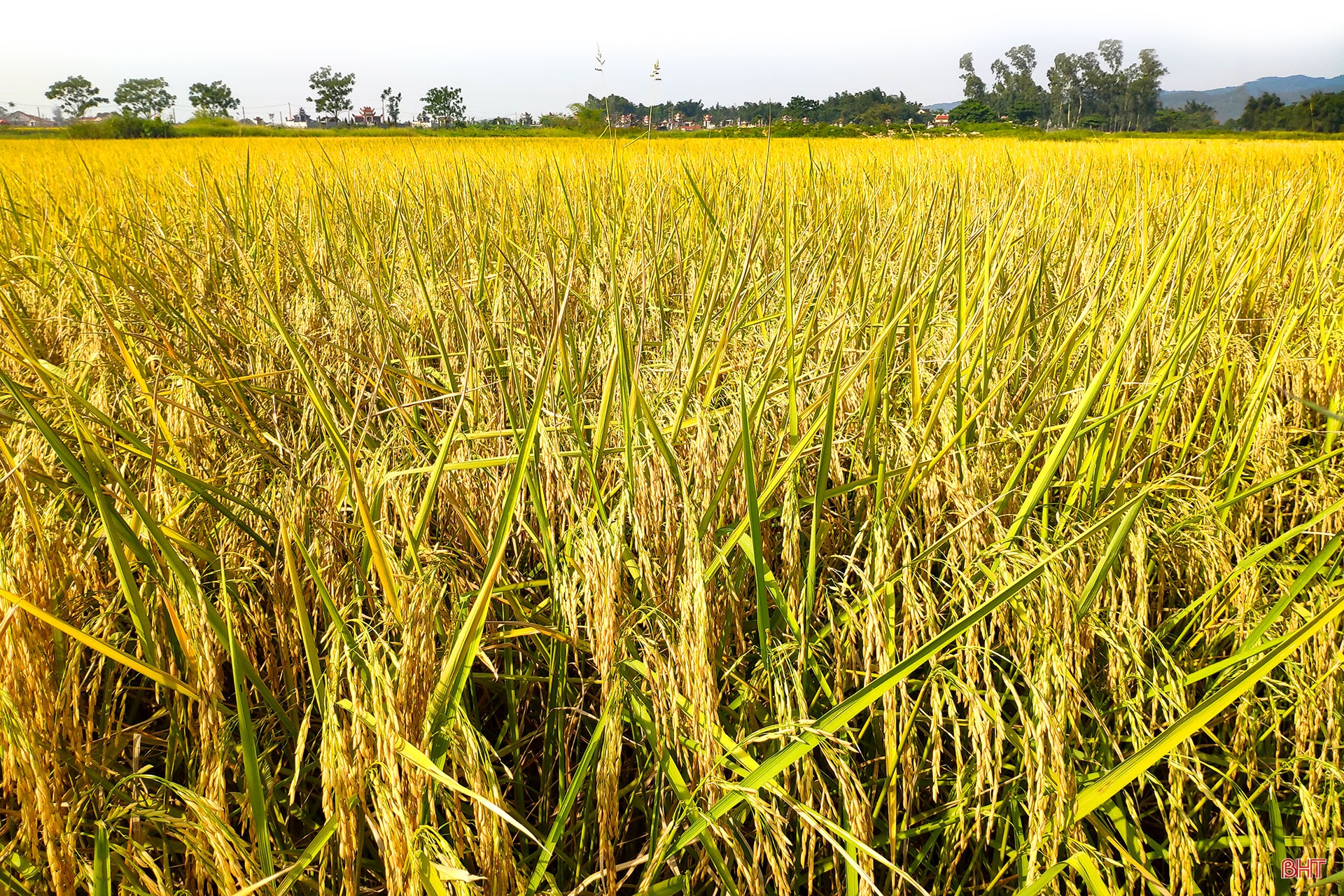 Tích tụ ruộng đất - từ chuyện những người “mê ruộng” và khát vọng nền nông nghiệp hiện đại (bài 3): Trồng lúa, “gọi” rươi và khát vọng xuất khẩu sản vật bên bờ sông La