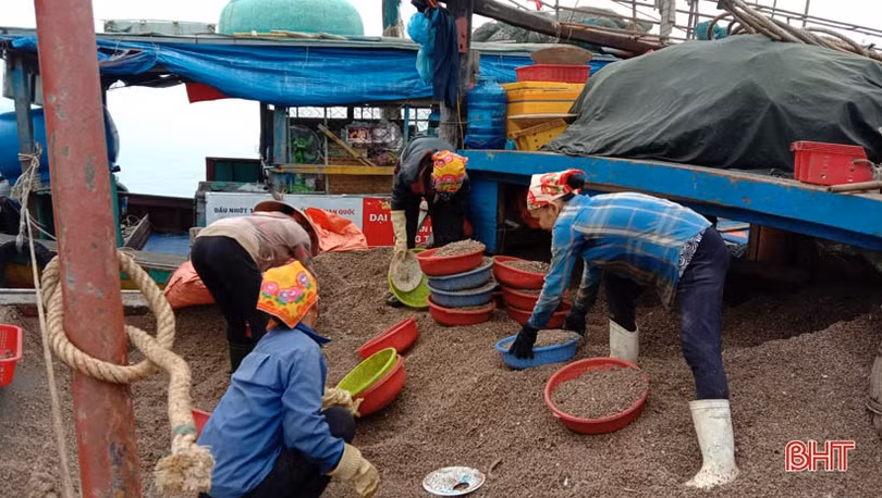 Container nối hàng dài vào “ăn” sò bì tại cảng Cửa Sót