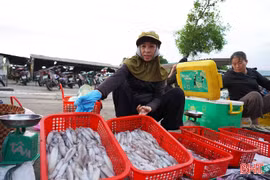 Đi chợ Đạo "săn" mực nháy bãi ngang