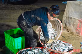 Ngư dân xã Thạch Lạc trúng đậm cá trích