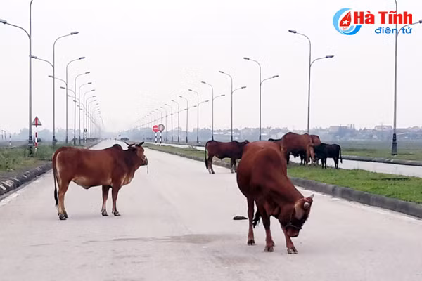 trau bo van tung tang tren long le duong nam cau cay