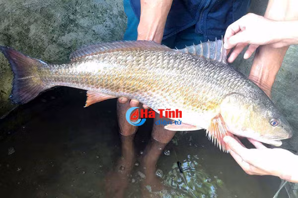 cau duoc ca nghi ca su vang tra 400 trieu van chua ban