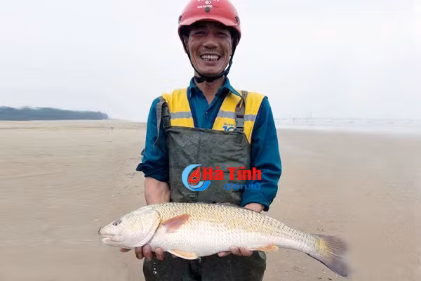 cau duoc ca nghi ca su vang tra 400 trieu van chua ban