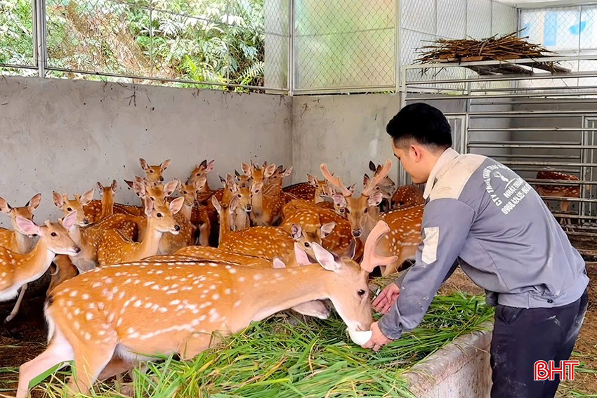 bqbht_br_hinh-2-anh-thuan-cham-soc-dan-huou.jpg